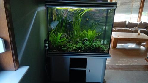 Mooi gezond aquarium, Dieren en Toebehoren, Vissen | Aquaria en Toebehoren, Zo goed als nieuw, Ophalen