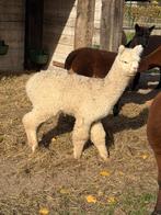 Alpagas à vendre, Juin, Plusieurs animaux