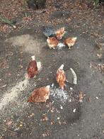 Kippen, Dieren en Toebehoren, Pluimvee, Kip