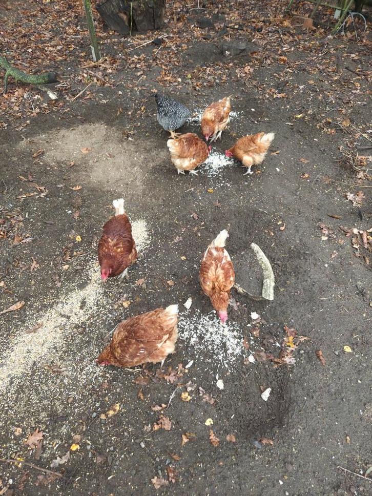 Kippen, Dieren en Toebehoren, Pluimvee, Kip