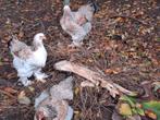 2 brahma (zalm) te koop, Dieren en Toebehoren