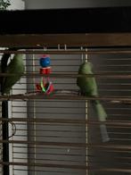 2 popjes halsbandparkieten ruilen, Dieren en Toebehoren, Vogels | Parkieten en Papegaaien