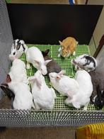 VLEES- KWEEK KONIJNEN  SLACHTKONIJNEN  2,750kg - 4kg, Dieren en Toebehoren, Konijnen, Meerdere dieren, Middelgroot, 0 tot 2 jaar