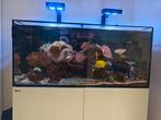 Zee aquarium 1m20, Dieren en Toebehoren, Ophalen, Zo goed als nieuw, Gevuld zeewateraquarium