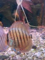 Klene discus vissen, Dieren en Toebehoren