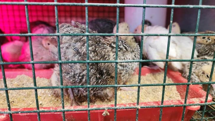 poussin caille jumbo, Animaux & Accessoires, Autres accessoires pour animaux, Neuf, Enlèvement