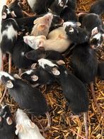 Kleurmuizen, Dieren en Toebehoren, Knaagdieren, Muis, December, Meerdere dieren, Tam