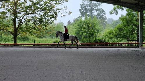 job étudiant dans élevage de chevaux pure-race-espagnole., Offres d'emploi, Profils | Étudiant cherche job ou stage