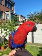 Zeer tamme edelpapegaai, Dieren en Toebehoren, Vogels | Parkieten en Papegaaien, Papegaai, Geringd