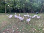 Ganzen, Geslacht onbekend, Gans of Zwaan