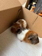 2 kleine cavias, Animaux & Accessoires, Rongeurs, Domestique, Janvier, Plusieurs animaux, Cobaye