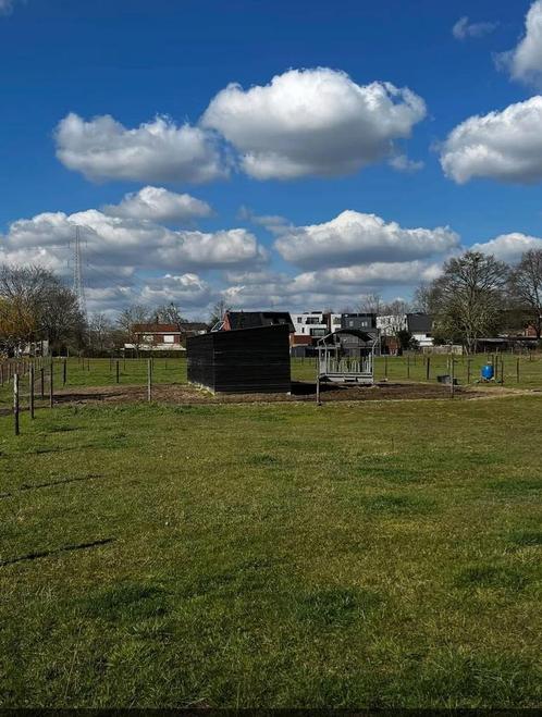 Weide voor 1 of 2 paarden te Bornem, Dieren en Toebehoren, Stalling en Weidegang