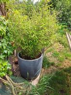 Zwarte bamboe met pot, Tuin en Terras, Planten | Struiken en Hagen, Ophalen, Bamboe