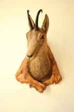 Taxidermie Opgezette gemskop, Collections, Collections Animaux, Enlèvement ou Envoi, Utilisé, Autres, Bois ou Tête