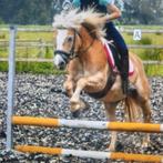Halflinger merrie 8 jaar, Dieren en Toebehoren, Paarden, Merrie