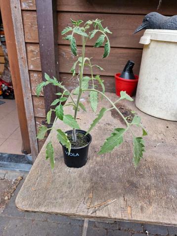 Bio tomatenplanten in pot beschikbaar voor biedingen