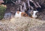 Gratis 3 cavia's (mannetjes), Dieren en Toebehoren, Januari, Mannelijk, Cavia