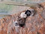 Cochin kriel, Dieren en Toebehoren, Pluimvee