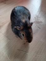 Cavia, Dieren en Toebehoren, November, Mannelijk, Cavia