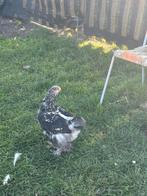 Brahma kuikens, Dieren en Toebehoren, Pluimvee, Geslacht onbekend, Kip