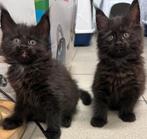 Maine Coon kittens!!!, Poes, Gechipt, 0 tot 2 jaar