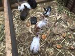 Konijnen, Dieren en Toebehoren