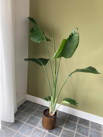Mooie strelitzia plant met pot. beschikbaar voor biedingen