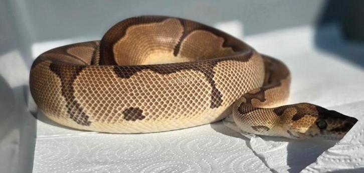 Proven breeder 1.0 enchi blade clown, Animaux & Accessoires, Reptiles & Amphibiens, Serpent