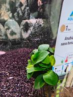 Aquariumplanten aan zeer straffe prijzen, Dieren en Toebehoren, Vissen | Aquaria en Toebehoren, Ophalen, Nieuw, Plant(en), Steen of Hout