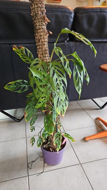 Monstera Adansonii Monkey mask disponible aux enchères