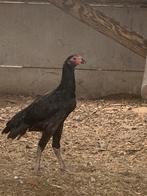 Long tail aseel hen, Dieren en Toebehoren, Pluimvee, Kip
