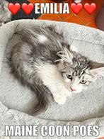 Maine coon kitten, poes, met stamboom, Dieren en Toebehoren, Katten en Kittens | Raskatten | Langhaar, Poes, Gechipt, 0 tot 2 jaar