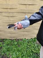 Oude ras jonge takla koppel, Dieren en Toebehoren, Vogels | Duiven, Meerdere dieren, Tuimelaar of Roller
