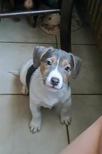 Lieve jack russell pups op de boerderij geboren ouders aanwe, België, Jack Russell Terriër, CDV (hondenziekte), 8 tot 15 weken