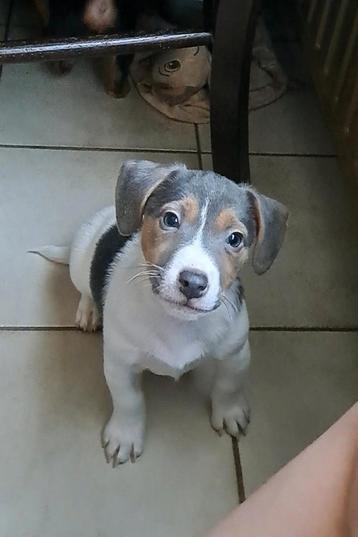 Lieve jack russell pups op de boerderij geboren ouders aanwe beschikbaar voor biedingen