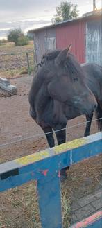 ruil of koop b pony, B, Ruin, 3 tot 6 jaar, Gechipt