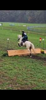 Palomino merrie 3j - eventing, dressuur, springen, Dieren en Toebehoren, Paarden, Merrie, Gechipt, Zadelmak, 3 tot 6 jaar