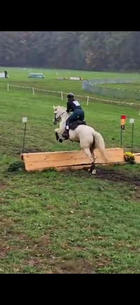 Palomino merrie 3j - eventing, dressuur, springen, Dieren en Toebehoren, Paarden, Merrie, Zadelmak, 160 tot 165 cm, 3 tot 6 jaar