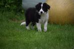 Border collie pups, zwart-wit, nog 1 reutje en 2 teefjes, Plusieurs, Belgique, 8 à 15 semaines, Parvovirose