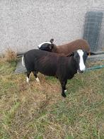 zwartbles ram, Dieren en Toebehoren, Schapen, Geiten en Varkens