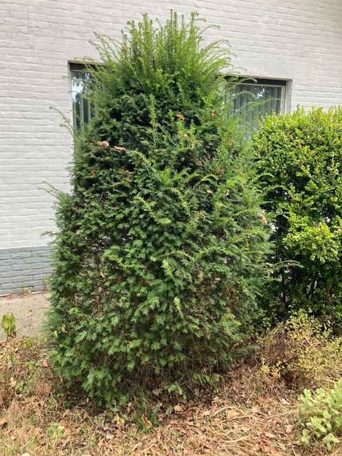 Gratis gezonde grote buxus (3) en taxus  (1) en daglelies, Tuin en Terras, Planten | Tuinplanten, Vaste plant, Winter, Ophalen