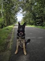 Duitse herder reu 2 jaar - gezond & met paspoort, Dieren en Toebehoren, Honden | Herdershonden en Veedrijvers, België, Particulier