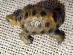 Schleich schildpad, Verzamelen, Dierenverzamelingen, Ophalen of Verzenden, Zo goed als nieuw