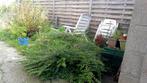 buxusmotbestendige BUXUS, Tuin en Terras, Planten | Tuinplanten, Ophalen, Vaste plant, Overige soorten