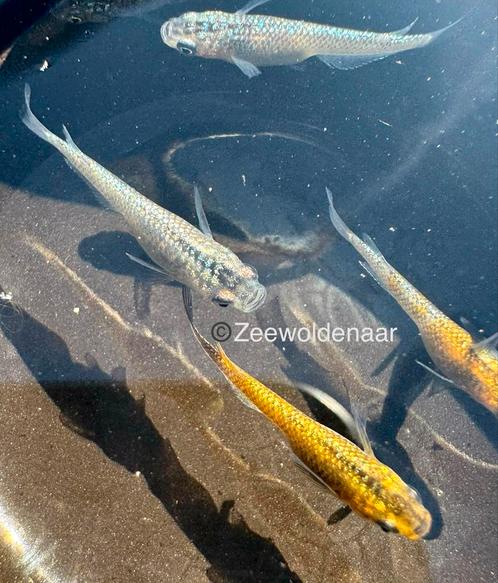 Eitjes medaka Sapphire lame - japanse rijstvis, Dieren en Toebehoren, Vissen | Aquariumvissen, Zoetwatervis, Vis, Schoolvis