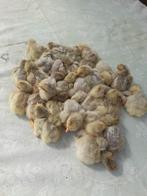 dag kuikentjes van leghorn parelgrijs, Geslacht onbekend, Kip