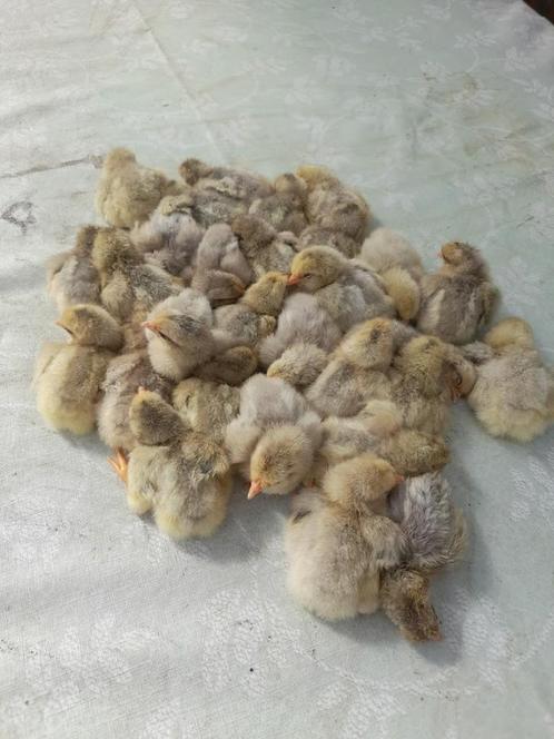 dag kuikentjes van leghorn parelgrijs, Dieren en Toebehoren, Pluimvee, Kip, Geslacht onbekend