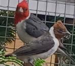 Te koop jonge Roodkuif kardinaal man, Dieren en Toebehoren, Mannelijk, Geringd