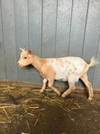 Dwerggeit te koop, Dieren en Toebehoren, Schapen, Geiten en Varkens, Vrouwelijk, Geit, 0 tot 2 jaar
