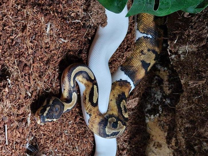 Koningspython, Dieren en Toebehoren, Reptielen en Amfibieën, Slang, 0 tot 2 jaar, Met terrarium, Tam